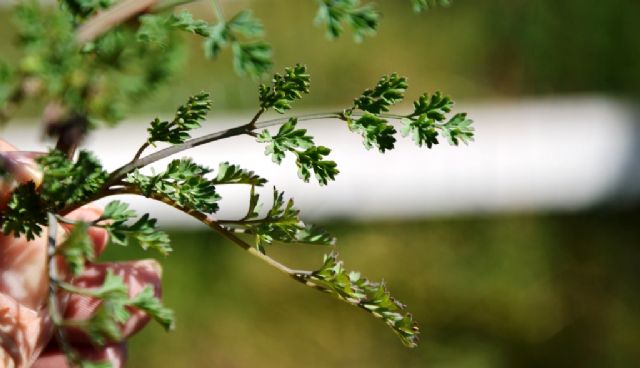 Fumaria officinalis (Papaveraceae)